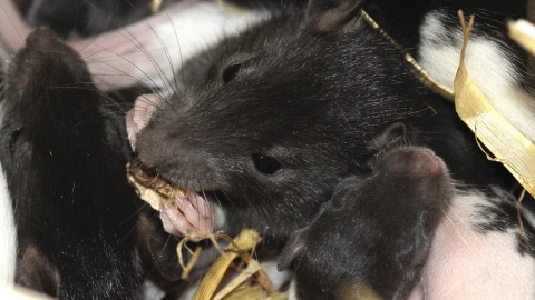 Plaga de ratas invade bodega de Ávila Camacho; habitantes aseguran es un foco de infección