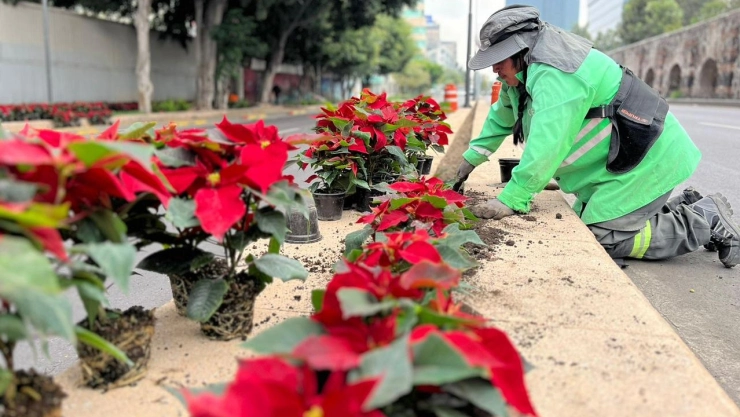 ¡Ya huele a Navidad! Flor de nochebuena adornará calles de la CDMX