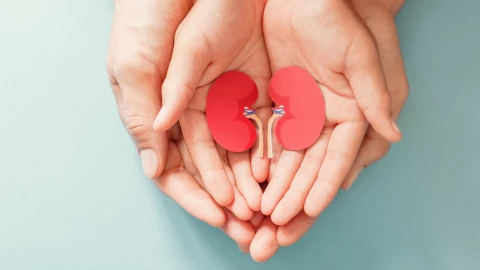Adult and child holding kidney shaped paper, world kidney day, National Organ Donor Day, charity donation concept