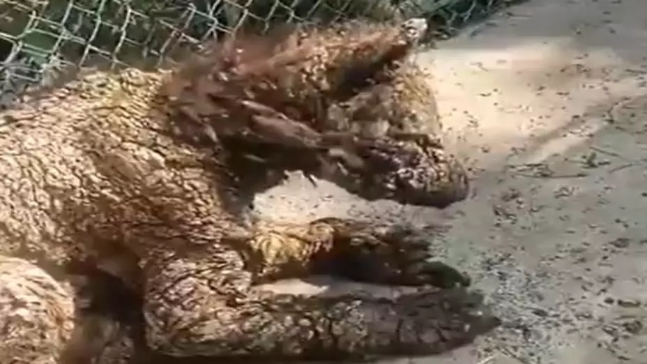 ¡Indignación! Captan a osezna en deplorables condiciones en zoológico de Nuevo León. En la imagen se observa al animal en graves condiciones, con enfermedades intratables y abandono.