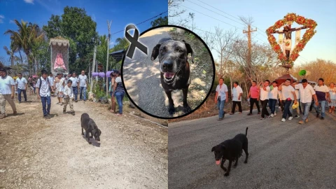 Tetiz se viste de luto tras la MUERTE de Peregrina, la perrita de la Iglesia de San Bernardino