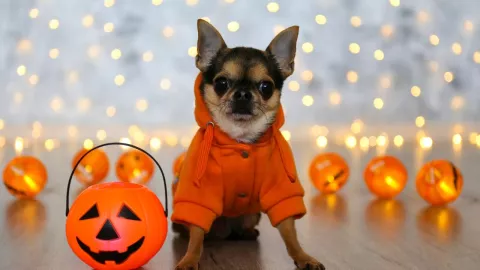 Disfraces de Halloween