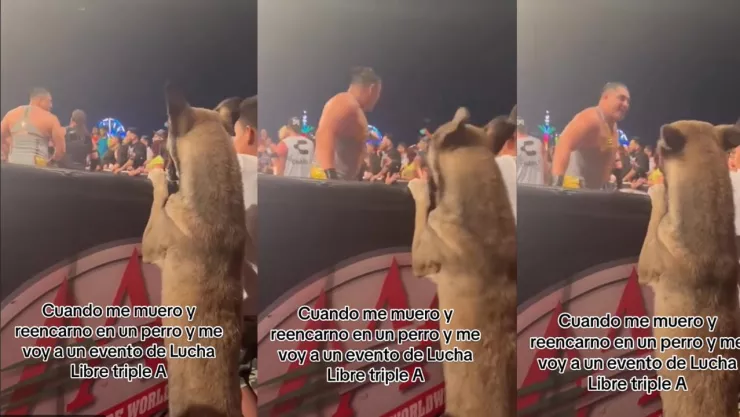 Video de perrito en las luchas