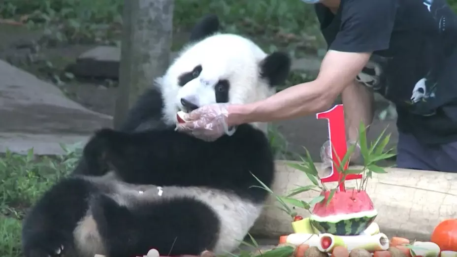 pandas gigantes