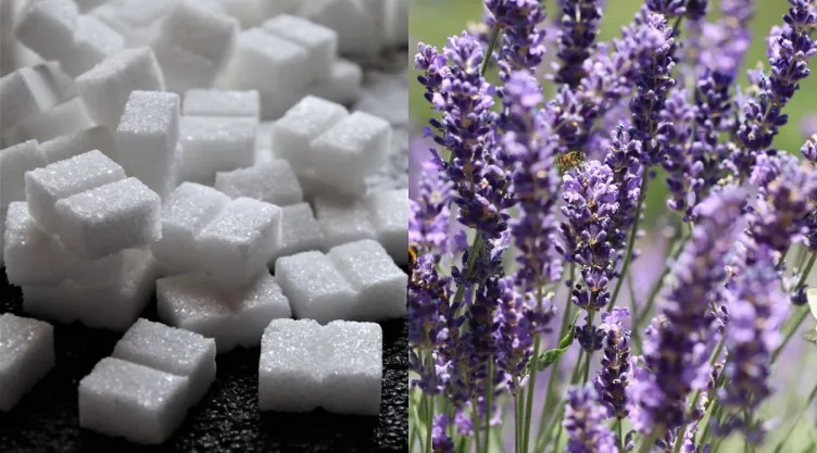 /estilo-de-vida/azucar-con-lavanda-para-que-sirve-por-que-recomiendan
