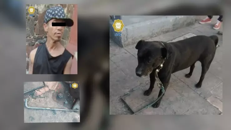 Un perro fue rescatado tras haber sido golpeado en el Centro en CDMX.