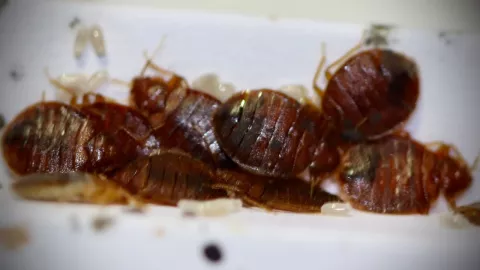 Las chinches podrían estar entre nosotros en el frío invierno