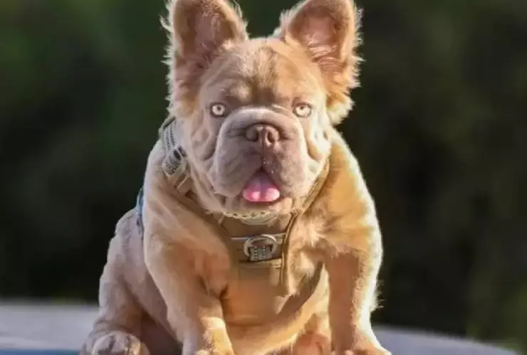 El perro más caro del mundo, Rope Daddy, se distingue por su característica Big Rope