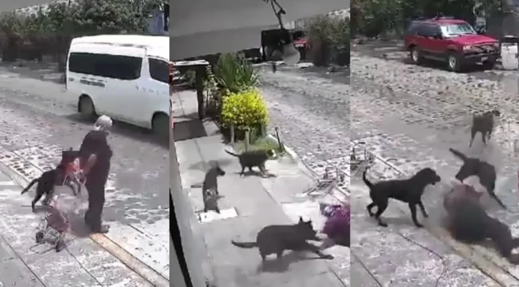Abuelita sufre brutal ataque de perros en Querétaro.jpg