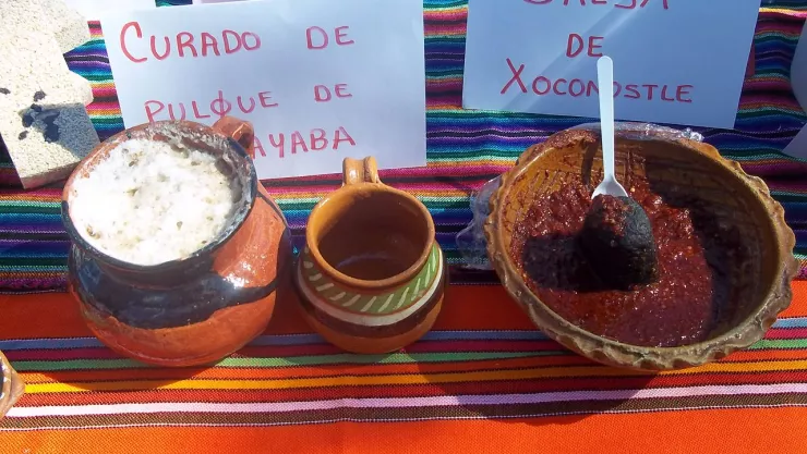 Crearán Museo Nacional del Maguey y el Pulque en Singuilucan, Hidalgo