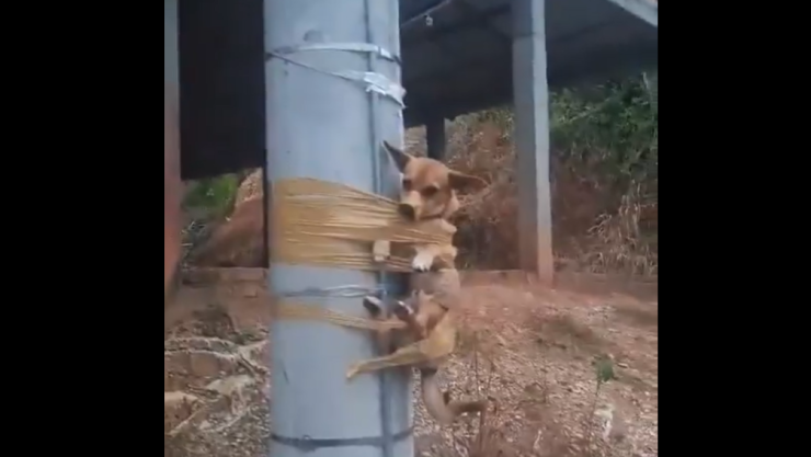 Perrito amarrado a un poste