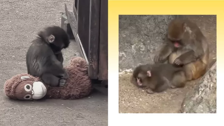 Punch, el mono rechazado que conmovió al mundo, recibe su primer abrazo real