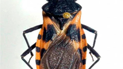 Chinche besucona enfermedad de Chagas