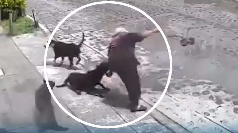 Ataque perros.jpg