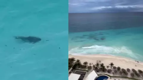 VIDEO_ Capta tiburones en playa de Cancún; los cuatro estaban cerca de la orilla.jpg