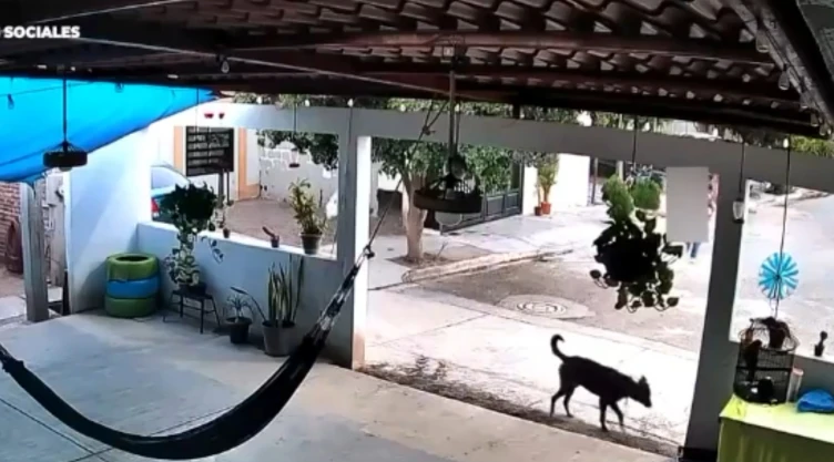 Maltrato animal en Sonora detienen a agresor de perrito Toto