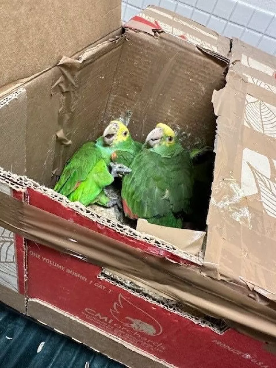 Decomisan loros en garita de Tecate