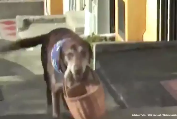 perro eros roban canasta mandados.jpg