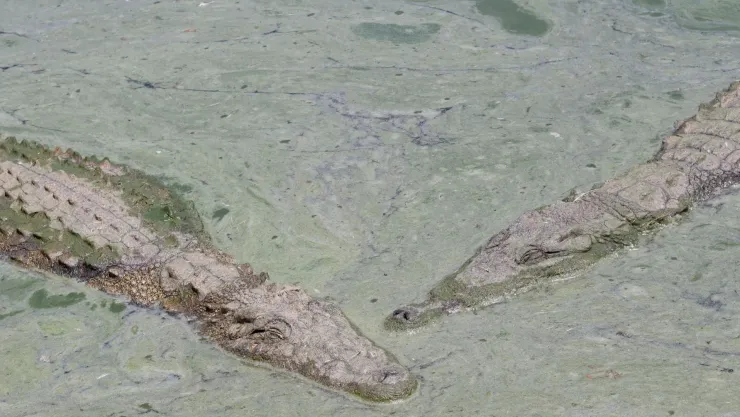 Aumenta a 11 el número de cocodrilos mu3rtos en Puerto Vallarta y Bahía de Banderas; cuál es la causa