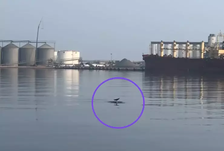 Captan a delfienes en Puerto de Veracruz.