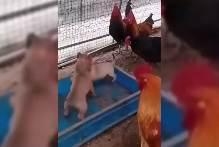 Gallos organizan pelea clandestina de perros y se viralizan, (VIDEO)