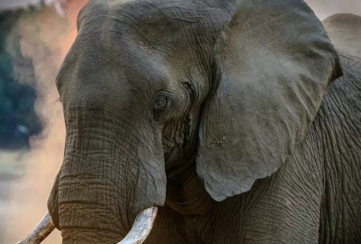 Elefante, persona, derechos 1.jpg