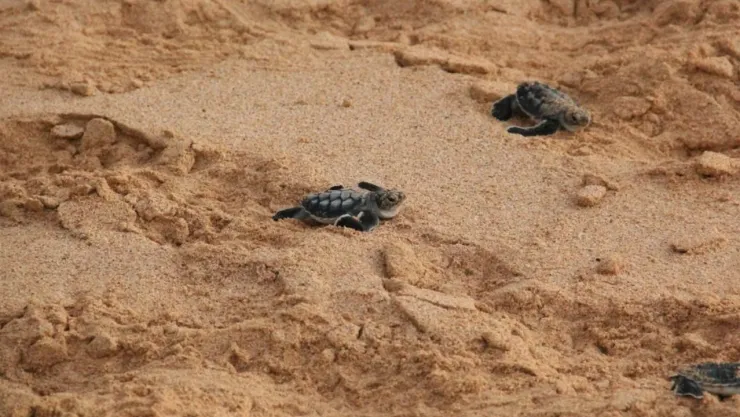 VIDEO: Así jóvenes se grabaron agrediendo a tortugas en Playa del Carmen; las sumergieron en bebidas alcohólicas.