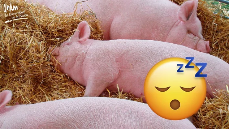 Mal del puerco también afecta a perros, gatos y simios