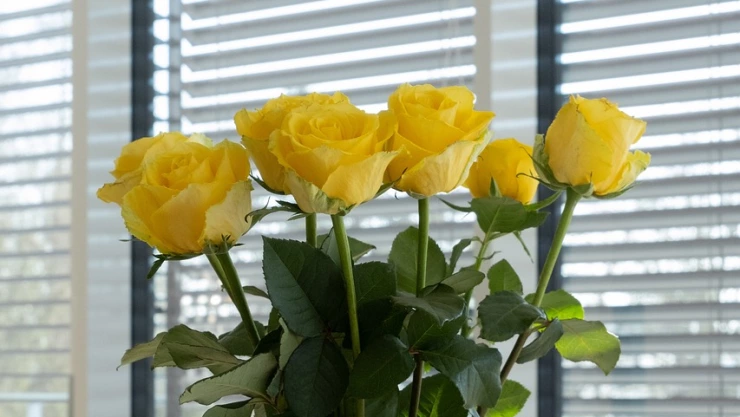 La razón por la que se regalan flores amarillas cada 21 de septiembre