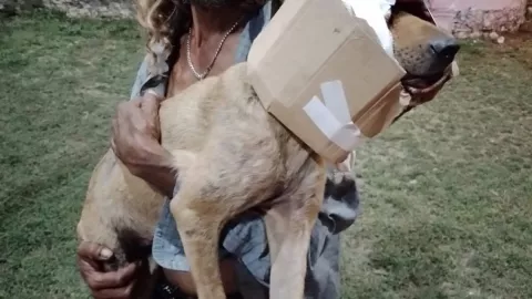 Atropellan a uno de los perritos del Señor de los Patos (FOTO)