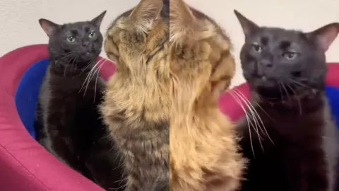 Gato negro “disociado” de TikTok