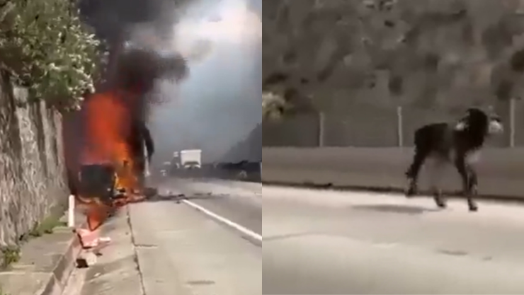 Tráiler con ganado se incendia en el Estado de México.