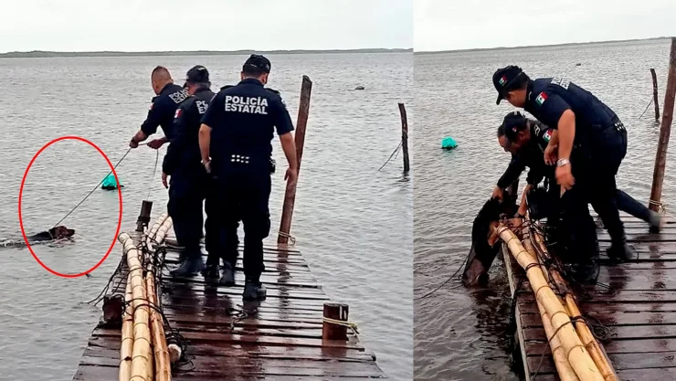 ¡Rescatan a perrito en Yucatán! Lo dejaron amarrado en un muelle durante el Huracán “Milton”