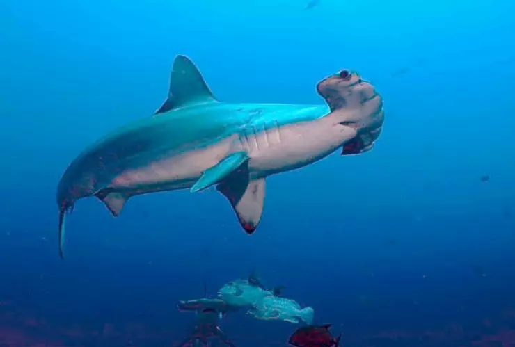 Tiburones, campo magnético, GPS b.jpg