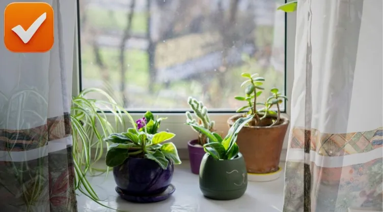 3 trucos para que tus plantas de interior no se mueran nunca, según la IA.jpg