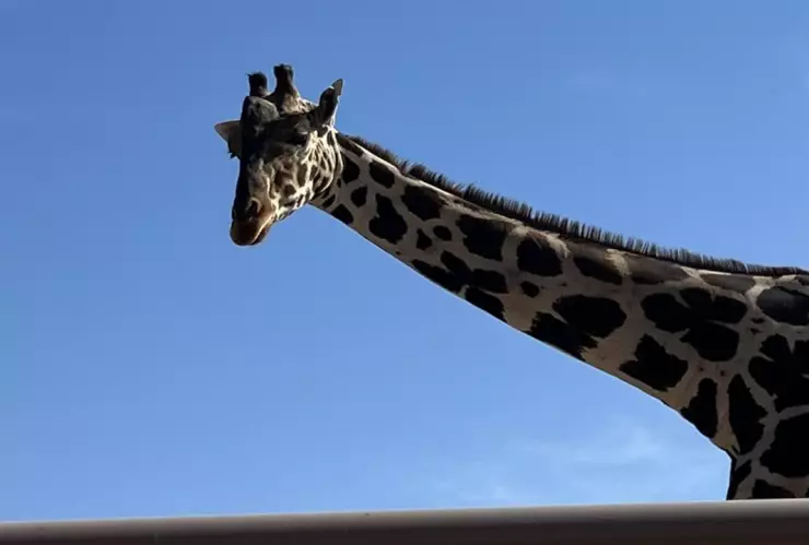 La Jirafa Benito ya va rumbo a su nuevo hogar en Puebla