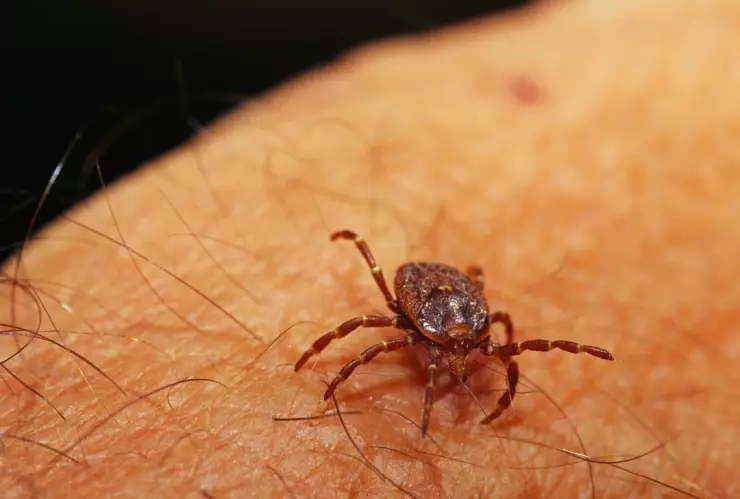 Confirman en EUA enfermedad potencialmente mortal por garrapatas: sus síntomas