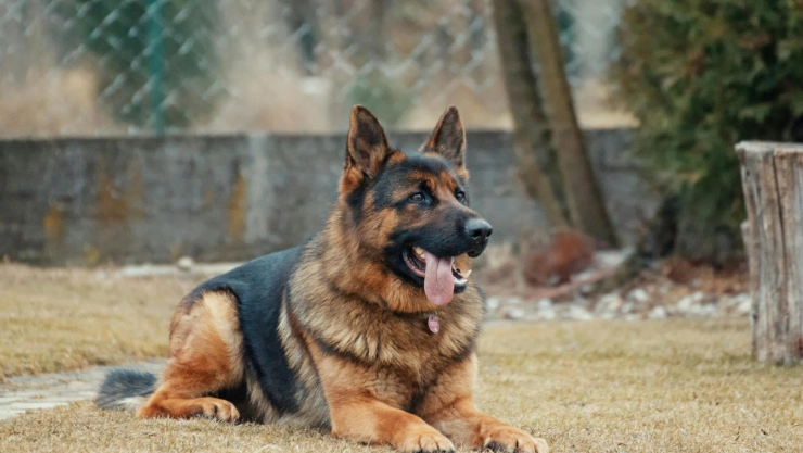 Cuál-es-la-multa-por-dejar-a-perros-en-las-azoteas-sin-cuidado