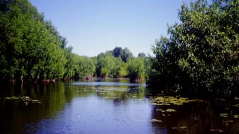 humedales méxico qué son qué funciones cumplen