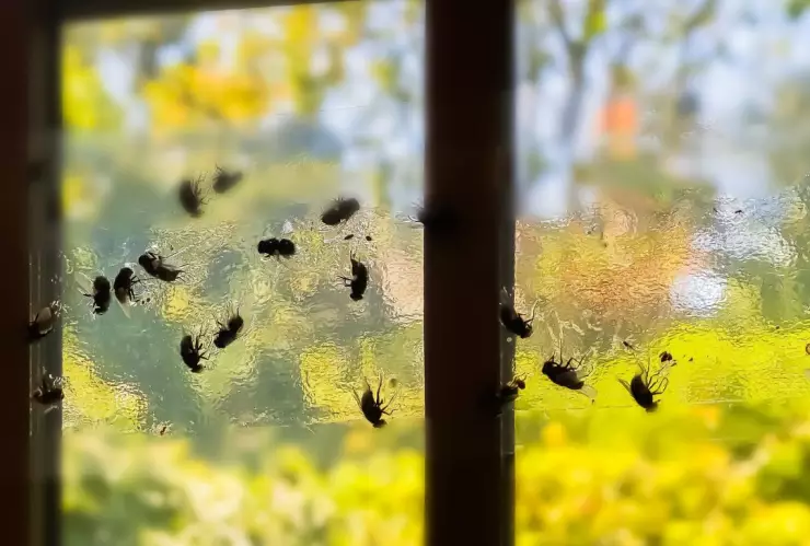 muchas moscas pegadas en una trampa