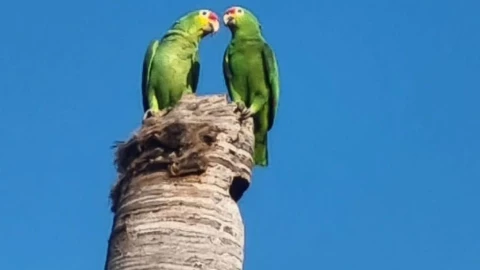 Loros yucatecos conmueven las redes sociales con ADORABLES fotos; así fueron captados