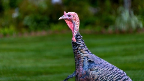Origen mexicano del pavo del Día de Acción de Gracias