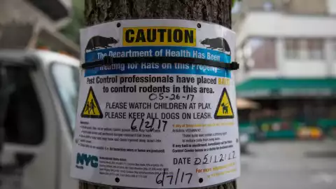 Nueva York sufre brote de enfermedad relacionada con las ratas