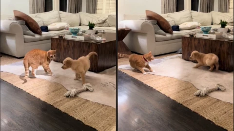 Fue en TikTok que el divertido encuentro entre el cachorro y el gato se hizo viral