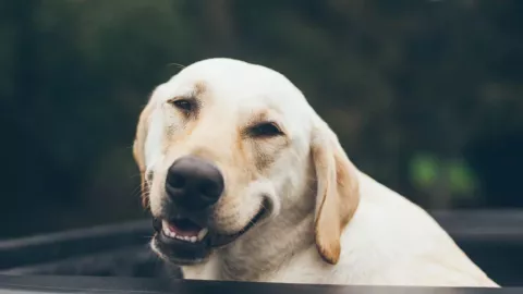 Sonrisa de perro