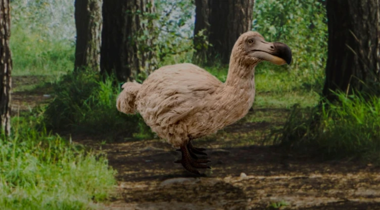 ¿Es ético revivir al pájaro Dodo Comunidad científica abre debate