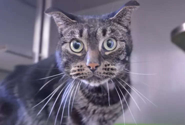 gato Finn casa vacía Holanda.jpg