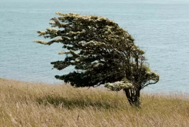 Vientos de Santa Ana Hoy en Baja California ¿Cuánto Durarán?