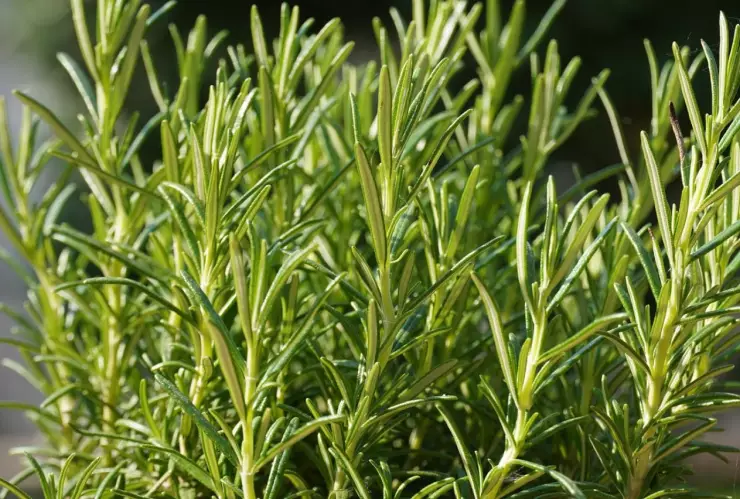 Lo que debes hacer con las hojas de romero para atraer buena suerte