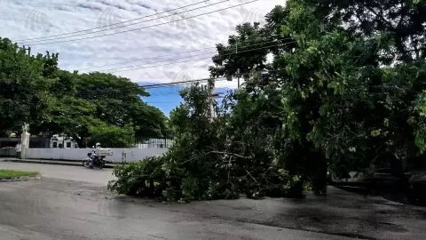 ¡Precaución al circular! Cae ENORME árbol en calles de esta zona de Mérida.